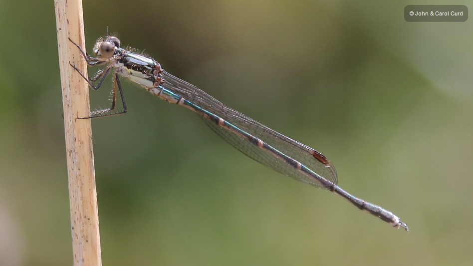 J17_4010 Austrolestes colensonis male.JPG